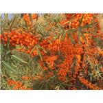 Seabuckthorn peptide; Sea buckthorn extract