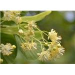 Tilia Flower Extract