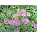 Breviscapin；Erigeron breviscapus extract