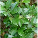 Gymnema sylvestre extract