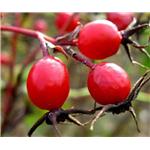 ROSE HIPS EXTRACT