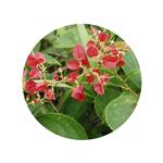 Kunming Mountain Begonia Extract Powder