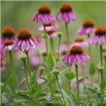 ECHINACEA HERB P.E.