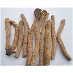 Isatis indigotica Root Extract