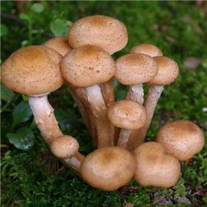 Armillaria