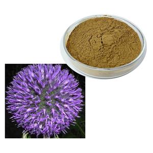 Echinops Sphaerocephalus Extract