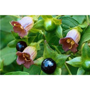 Belladonna Extract