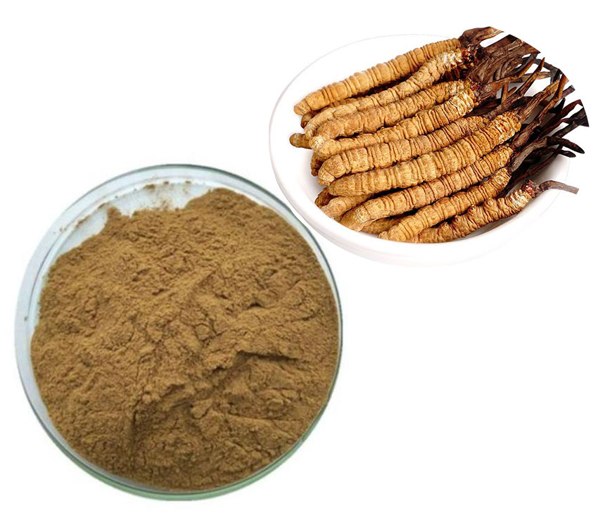 Cordyceps powder