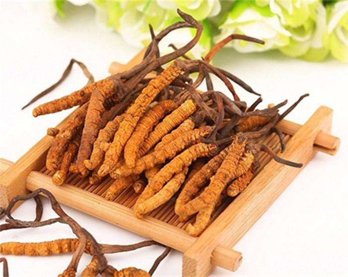 CORDYCEPS