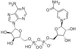 β-Nicotinamide Adenine Dinucleotide（NAD+）