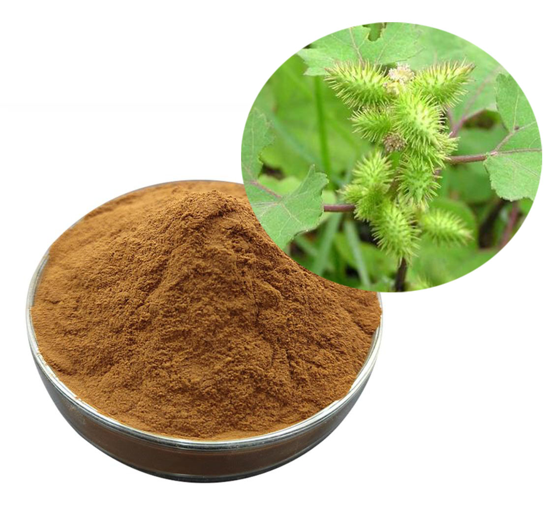 Xanthium Extract