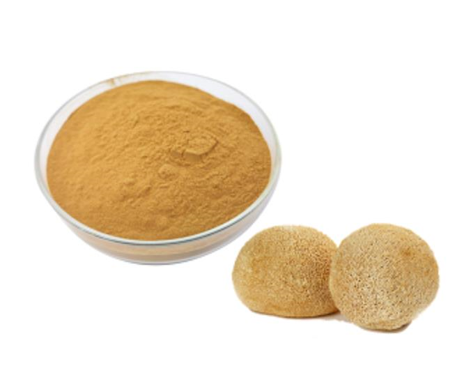 HERICIUM ERINACEUS POWDER