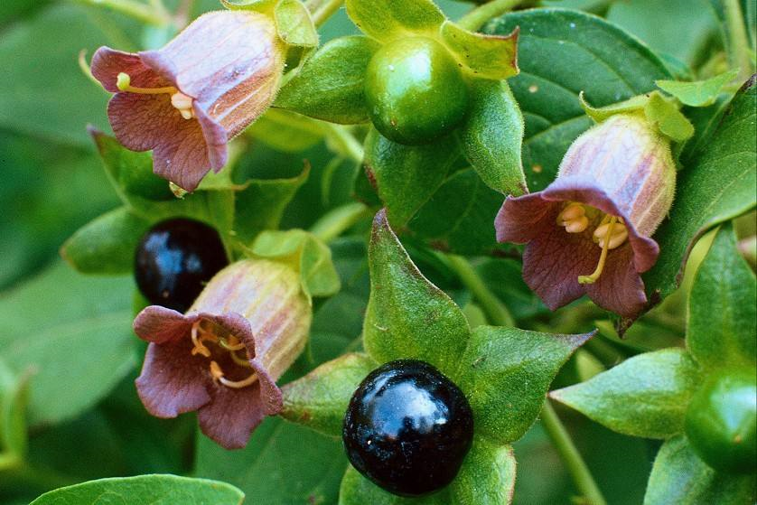 Belladonna Extract