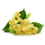 Tilia Flower Extract