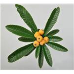 Loquat leaf powder