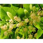 Tilia Flower Extract