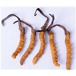 CORDYCEPS