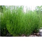 Horsetail Extract