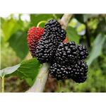 MulberryExtract