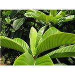 Loquat leaf powder