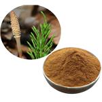 Horsetail Extract