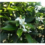 Neroli oil