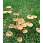 Marasmius androsaceus