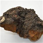 Chaga extract