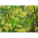 Forsythiae Fructus