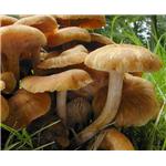 Armillaria