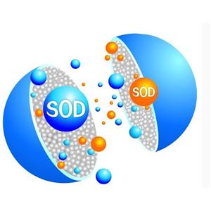 Superoxide dismutase