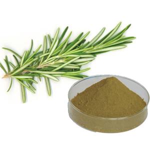 Rosemary extract powder