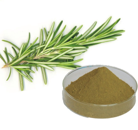 Rosemary extract powder