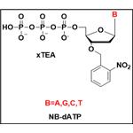 NB-dNTP