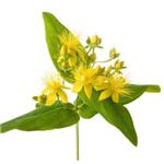 Hypericum Perforatum Extract