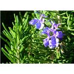 Rosemary extract powder