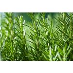 Rosemary extract powder