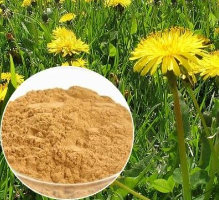 St. John′s Wort Extract