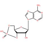 Adenosine 3`, 5`-cyclic monophosphate