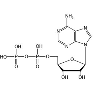 Adenosine 5’-diphosphate(ADP-H)