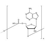 Polyadenosinic acid potassium salt (PA-K)