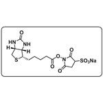 Biotin-Sulfo-NHS ester