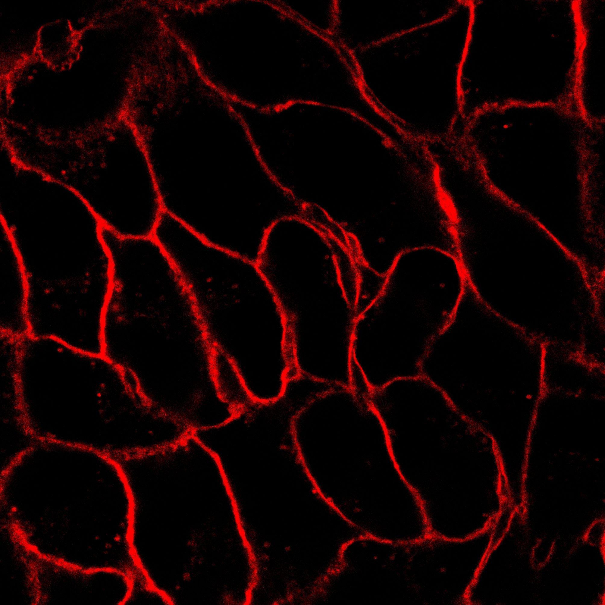 AIE Red Probe for Plasma Membrane