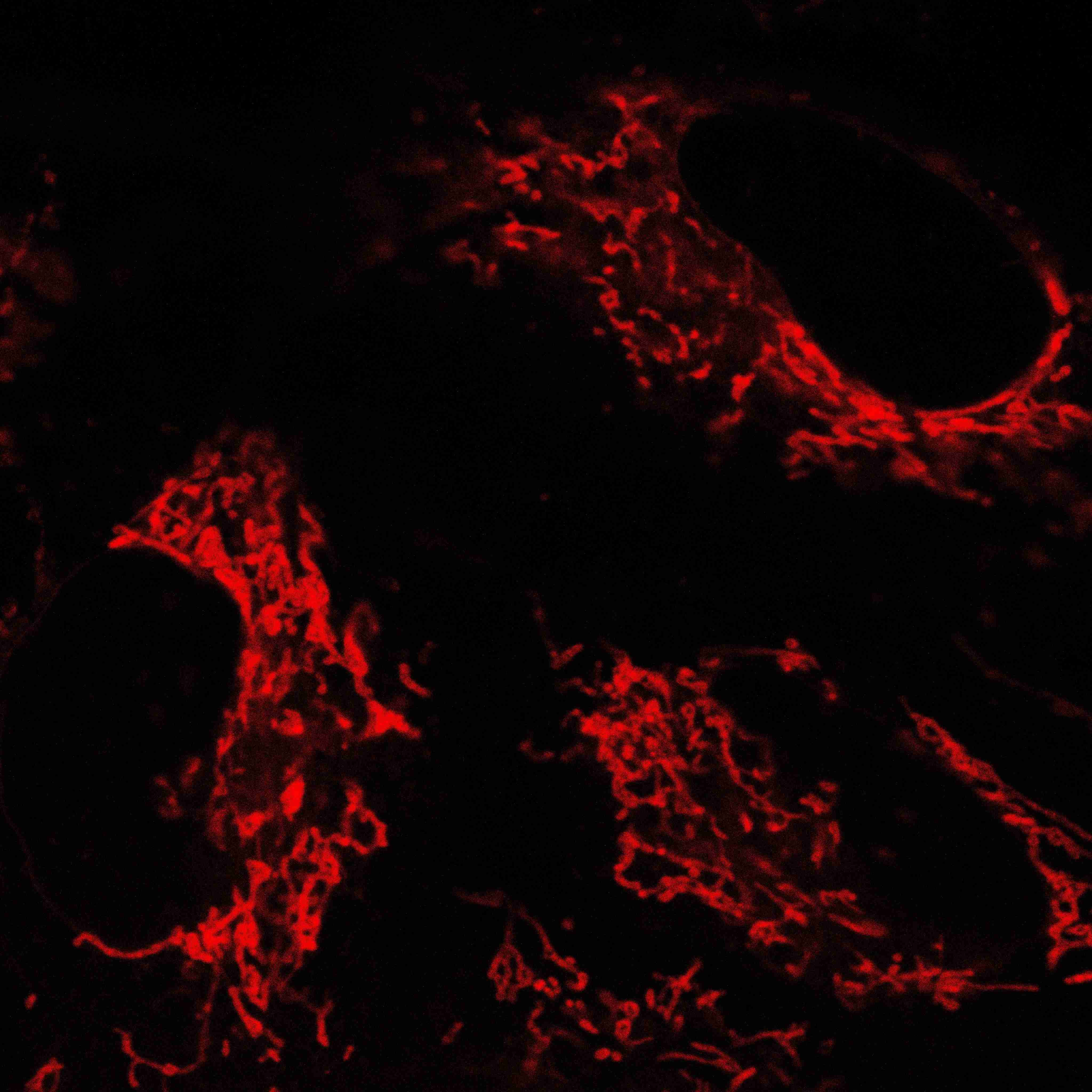 AIE NIR Probe for Mitochondrion