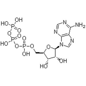 Adenosine 5'-triphosphate; ATP-,5'-ATP