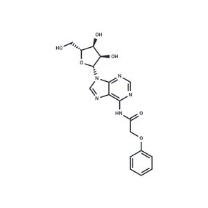 N6-Phenoxyacetyladenosine