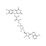 146-14-5 Flavin adenine dinucleotide