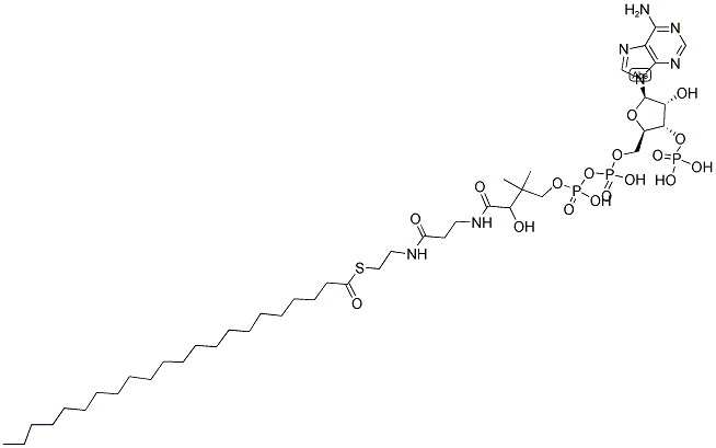 BEHINOYL COENZYME A Struktur