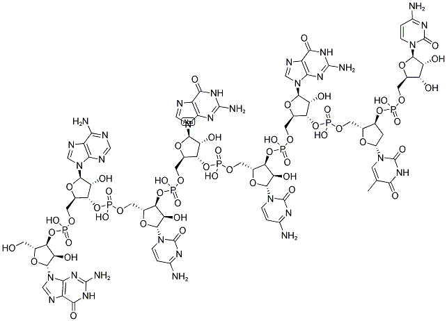 GACGCGTC, 5'-NON-PHOSPHORYLATED Struktur