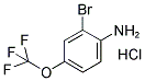 2-BROMO-4-(TRIFLUOROMETHOXY)ANILINE HYDROCHLORIDE Struktur